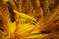 A Yellow Chrinoid Shrimp in its Host Chrinoid 