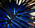 Taken with a canon D10 compact on macro setting off Euakafa Island while on snorkel. The sea urchin had a blue tinge but it was only when the flash went off that the iridescent blue came out! 