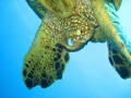 Kauai, Hawaii - the back end of a turtle.....taken up close and personal! Just passing by. Around 60 feet at Hale O Honu. 