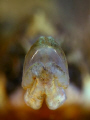 mouth small pipefish 