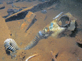 Gas mask deep in the hold of a Truk Lagoon wreck. 