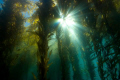 Kelp Cathedral.  A sunburst through the majestic kelp forest at Anacapa Island, CA. Shot with a Canon Digital Rebel and 10-22mm in an Ikelite Housing with dual DS51 strobes. 
