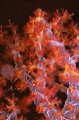 Soft Coral. 