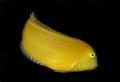 Black ear Wrasse 