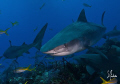 Two Tigers take turns approaching our bait buckets in hopes of a few loose scraps. Lots of sharks during this dive and the excitement continued for most of the day! 