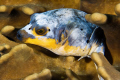 COZY BED
Sharpnose Puffer
Palau 