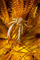 A Squat Lobster on a yellow Chrinoid. 