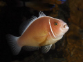 HELLO

Pink Anemonefish
Halsband Anemonenfisch  - Amphiprion perideraion

Tulamben Bali 