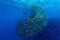 "The Deathstar" - Makerels hunting in a big school of barracudas. 