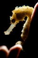 back light of Seahorse on the sponge. 