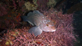 A kelp greenling (Hexagrammos decagrammus), resting in about 40 feet of water. Taken at Point Lobos, CA along the middle reef in December 2011. 