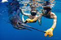 As the mate on the fishing boat swims with the sailfish to revive it after being caught, the angler swims up for a photo. Using this method, the fish is not harmed by being hauled into the boat for the photo and the angler has a unique experience. 
