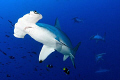 Hammerhead Sharks. 