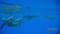 Spinner Dolphins in the open ocean 