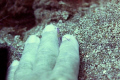 Pedersen' cleaner shrimp giving me a manicure - St Kitts (lesser Antilles) 