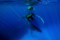 Magic number - A mother Humpback, her new born calf and an escorting male turn in unison approaching the lens. A heart pounding moment on a day when the curiosity of these whales was exposed with great natural light and superb visibility. Ha'apai. 