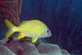 French Grunt atop one of the Fish Camp Rocks off of the Fort Lauderdale beach. 