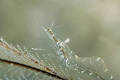 Glassy shrimp about 3 cm. Taken with 105mm & 10x subsee 