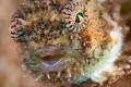 Spiny Pacific Lumpsucker Portrait
Puget Sound, WA, U.S.A. 
