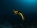 flatworm 