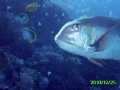 Diving around the Coral gardens of the coast of Hurghada, Egypt. This fish was suprisingly large. 