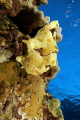 Commersons frogfish 