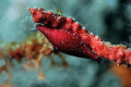 Neosimnia spelta, a mollusk that adopts the color of the sea fan, whether red or yellow. 