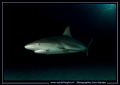 Reef Shark... :O)... 