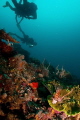 Lionfish and divers. 