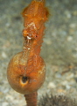 This past weekend, several of us monitored a pregnant seahorse. It began sporatic contractions- and if you look real close you can see one of the premies that popped out. 