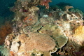 Wobbegong 