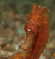 ..and wait for  it.. here comes another contraction ! Seahorse giving birth 