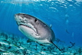 A Blue Spot Tiger Shark doing a swim by. All Smiles ! 