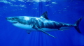 Great White Shark 
