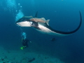 Watching in awe. Manta and its companions, Cabo Pearce, Socorro Island. 