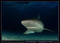 Face to face with a Reef Shark.... :O)... 