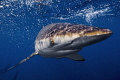 No fear!/This silky shark was baiting some tunas and was a  bit aggressive.I made the shot with wide angle 14mm  very close to it one second before he pushes his head against my housing.The action was so fast at the top of a submarine mountain 