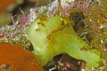1 cm juvenile frog fish.  Nikon 105 with SubSea 5X.  Molokini Crater, Reef's End, Maui, Hawaii. 