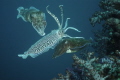 3's A Crowd
Cuttlefish Mating Ritual Feb'12
Nikon D70s / Sea and Sea Housing
Richelieu Rock Surin Andaman Sea Thailand 
Steady upward mid day drift and lucky timing
Low fill flash - no editing applied 