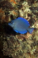 Blue Tang on the Big Coral Knoll off the beach at Fort Lauderdale 