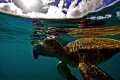 Air Breathers. An 8 year old u/w photograher hopeful has a close-up encounter with a Green Sea Turtle at the surface. Honokeana Bay, Maui. Shot with Canon Digital Rebel XT, 10-22mm zoom in Ikelite Housing. No Strobes. 