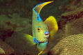 Townsend Angelfish on the Big Coral Knoll off the beach at Fort Lauderdale. 