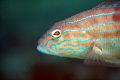 Sand Perch on the way to the Fish Camp Rocks off the beach in Fort Lauderdale. 