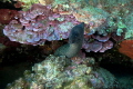 A mooray Muraena helena 