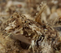 Female Dragonet strutting her stuff. 