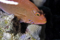 Arc-eye hawkfish. 