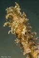HIPPOCAMPUS RAMULOSUS
Olympus E-PL2, Panasonic 45mm macro, ZEN Port
2x INON S2000 