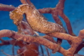 The horses are riding all over the end of the Frederiksted Pier 