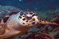 Hawksbill Sea Turtle gliding down the side of the Big Coral Knoll off the beach in Fort Lauderdale. 
