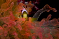 On the deck of the Shinkoku, it took me ages to finally get the shot I really wanted. Was aiming to capture this little guy's head on but also capture the transulcent nature of the anemone.
 
